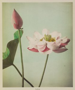Lotus door Kazumasa Ogawa