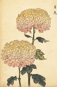 Hybride gouden en roze pomponchrysant
