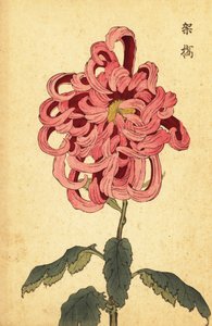 Hybride roze en karmozijnrode chrysant