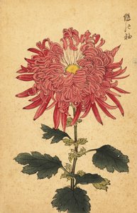 Hybride roze pluimchrysant door Keika Hasegawa
