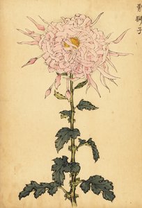 Hybride roze spinchrysant
