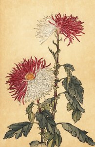 Hybride paarse en witte penchrysant