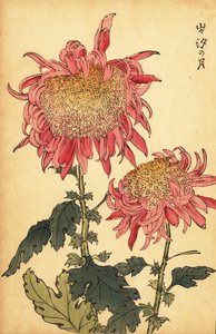 Hybride zalmroze chrysant door Keika Hasegawa