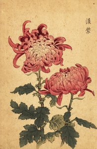 Hybride zalmroze chrysant