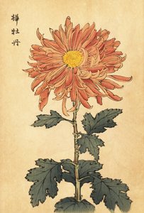 Hybride zalmroze chrysant door Keika Hasegawa
