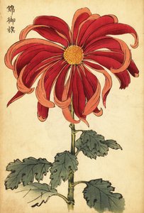 Hybride scharlaken en roze chrysant door Keika Hasegawa