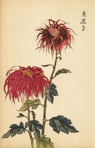 Hybride gevlekte scharlaken en roze quill chrysant