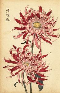 Hybride bonte roze en scharlakenrode spinchrysant