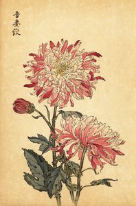 Hybride bonte witte en roze chrysant