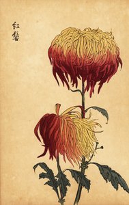 Hybride bonte gele, oranje en karmozijnrode chrysant