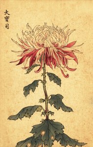 Hybride witte en karmozijnrode lepelchrysant