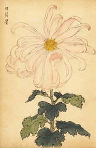 Hybride witte en roze chrysant