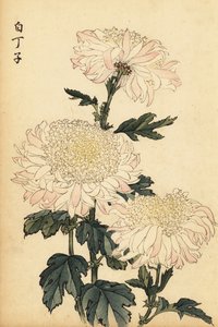 Hybride witte en roze chrysant