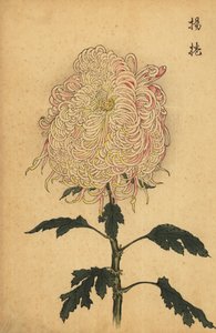 Hybride witte en roze quill chrysant, 1893 (gravure)