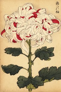 Hybride witte en scharlaken chrysant