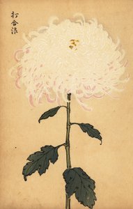Hybride witte chrysant