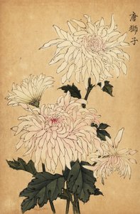 Hybride witte chrysant, Chrysanthemum indicum