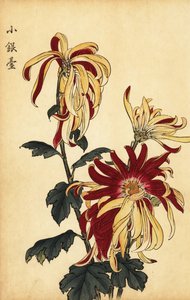 Hybride gele en karmozijnrode chrysant