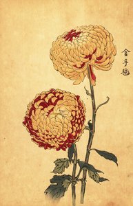 Hybride gele en scharlaken pompon chrysant (gravure) door Keika Hasegawa