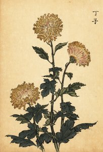 Hybride gele chrysant