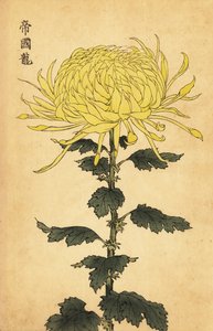 Hybride gele chrysant