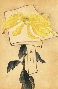 Hybride gele chrysant, Chrysanthemum indicum door Keika Hasegawa