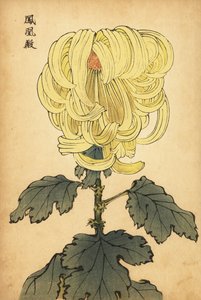 Hybride gele incurve chrysant, 1893 (gravure)