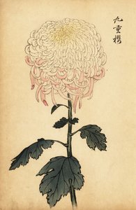 Bonte witte en roze chrysant