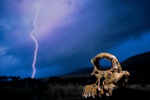 DOH; De Eerste Stappen, Gebroken Schedel, STW 847, Bliksem, Hoogveld, Swartkrans, Zuid-Afrika