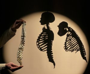 DOH, De Eerste Stappen, Wervelkolom reconstructie, Bruce Latimer, Cleveland Museum of Natural History