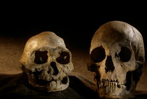 Homo erectus schedel, tandeloos, en moderne menselijke schedel, Dmanisi door Kenneth Garrett