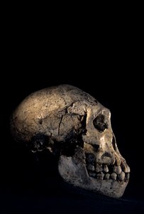 Schedel gevonden in Dmanisi, Dmanisi, Georgië, Homo erectus site