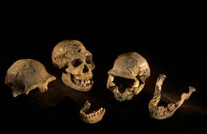 Schedels & onderkaken van Dmanisi, Dmanisi, Georgië Homo Erectus site door Kenneth Garrett