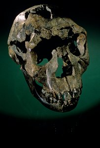 Turkana Boy, Kenia, West-Turkana, Lake Turkana, KNMER-WT15000, H. erectus, Nariokotome, 2008 (foto)