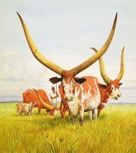 De langste hoorns! ... Behoren tot de Bahima langhoornige runderen van Oeganda