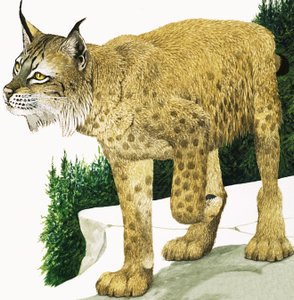De lynx