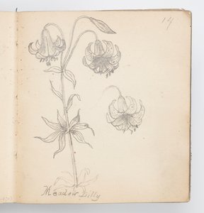 Schetsboekpagina: Weidelelie