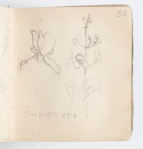 Schetsboekpagina: Schets van Bloem