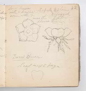 Schetsboekpagina: Sweet Briar