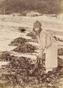 Ainu-vrouw die zeewier oogst, c.1900 door Kenzô Tamoto