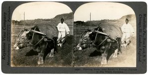 Landbouw nabij Seoul, Zuid-Korea, 1900s door Keystone View Company