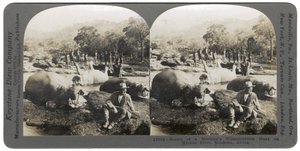 Resultaat van een ochtend nijlpaardjacht aan de Mlembo-rivier, Rhodesië, Afrika, 1910 door Keystone View Company