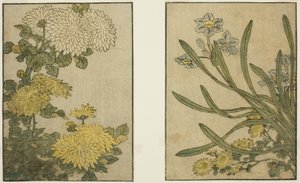 Chrysant en Narcis, uit het geïllustreerde boek "Prentenboek: Bloemen van de Vier Seizoenen (Ehon shiki no hana)," deel 2 door Kitagawa Utamaro