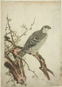 Havik op een pruimentak door Kitagawa Utamaro