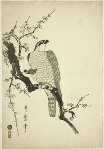 Havik op een pruimentak door Kitagawa Utamaro