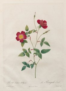 Rosa Indica Stelligera door Kitagawa Utamaro