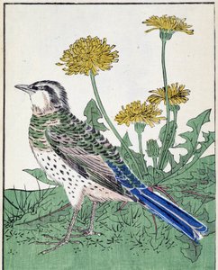 Vogel. Japanse tekening door Kitao Kosuisai