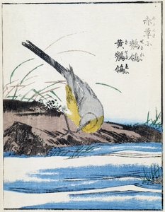 Vogel. Japanse tekening door Kitao Kosuisai