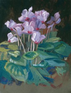 Cyclamen