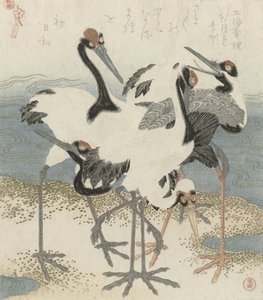 Kraanvogels bij het water